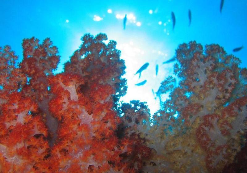 فندق Dolphin Bay Divers Retreat