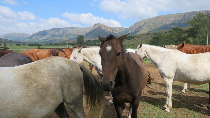 酒店 Verlorenkloof Estate