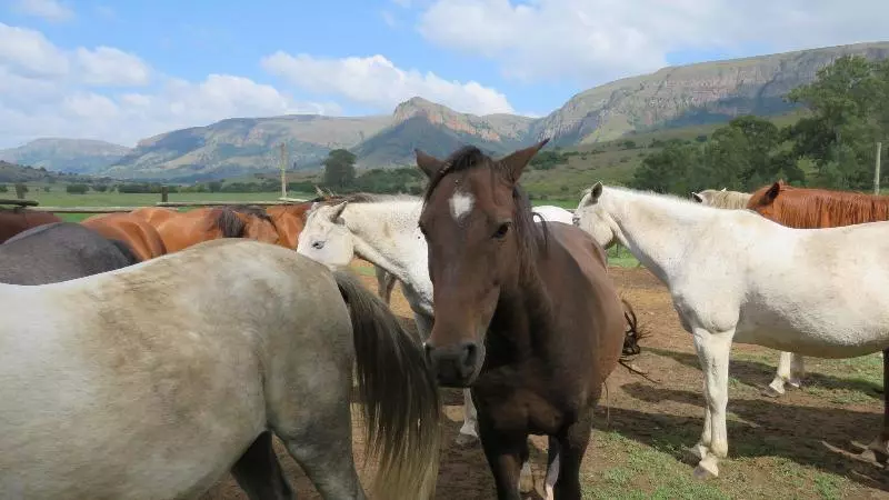 هتل Verlorenkloof Estate