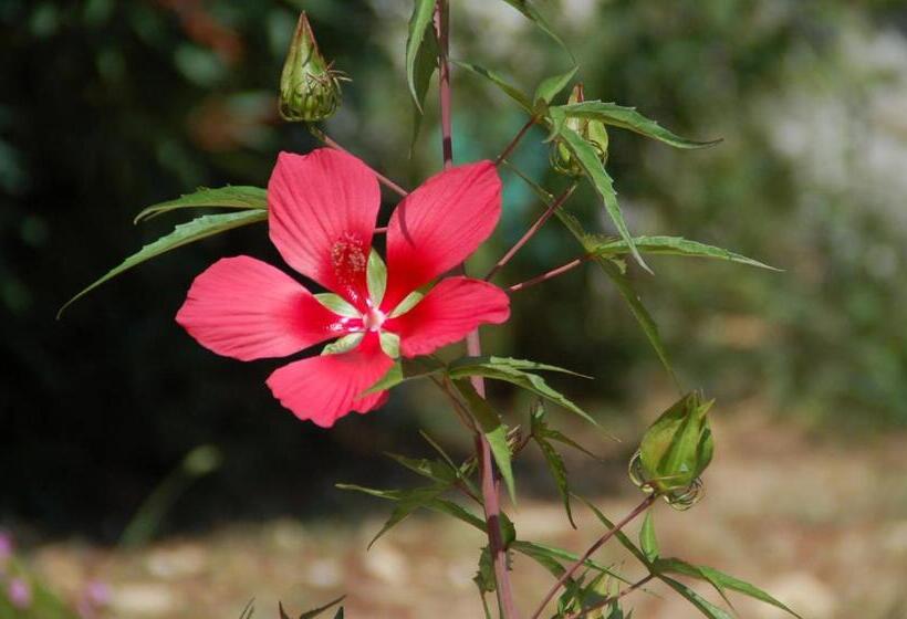 住宿加早餐  Le Mazet De Tourrettes