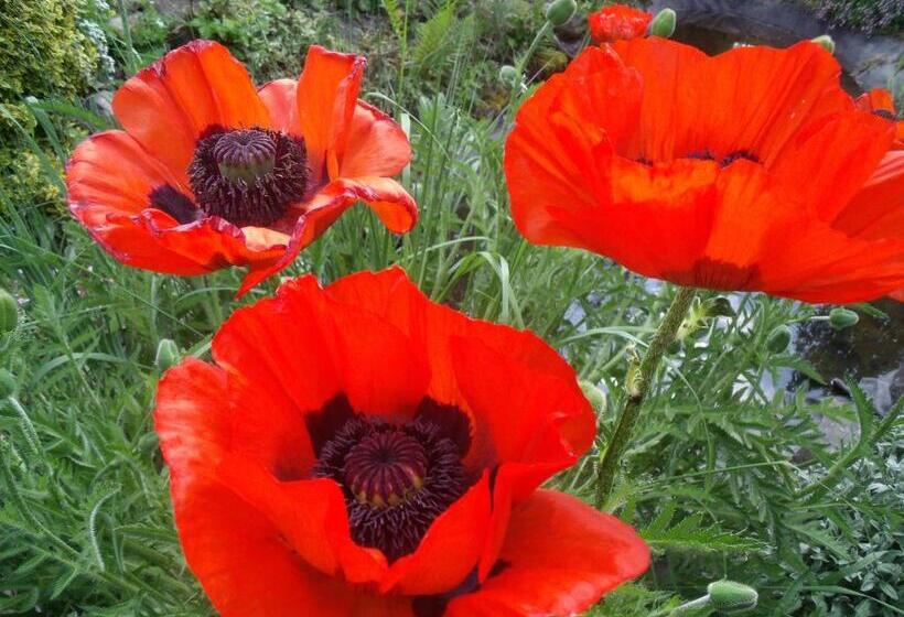 צימר Chambres D Hotes ,hotel ,secret D Une Nuit A Vicq Prės De Onnaing,avec Piscine