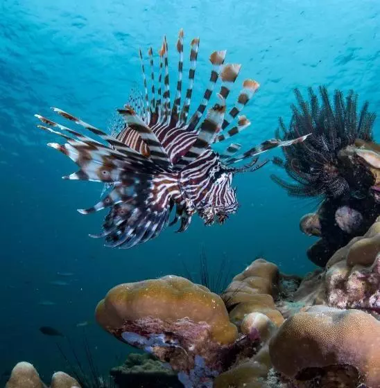 Forra Dive Resort Pattaya Beach