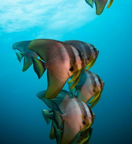 Forra Dive Resort Pattaya Beach