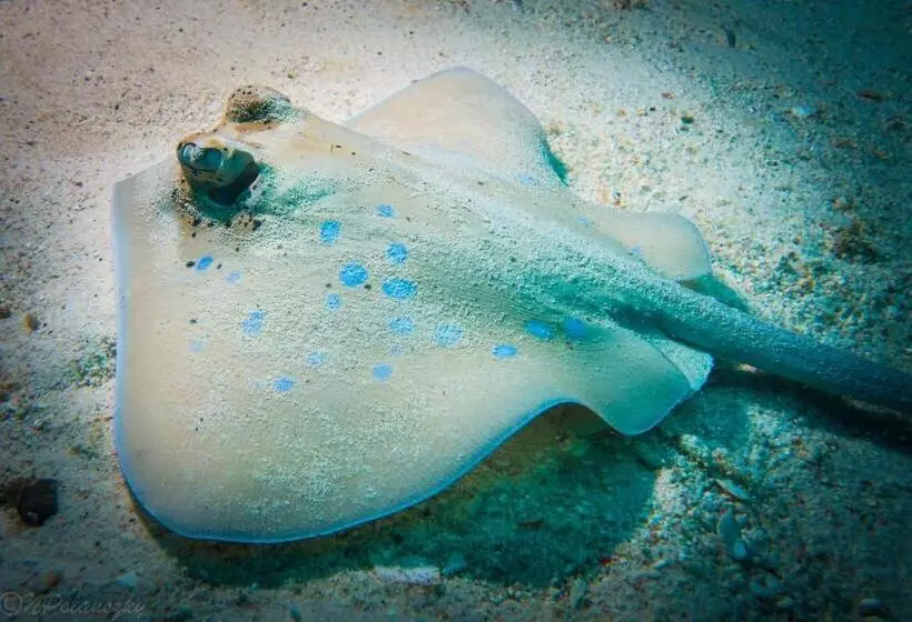Forra Dive Resort Pattaya Beach