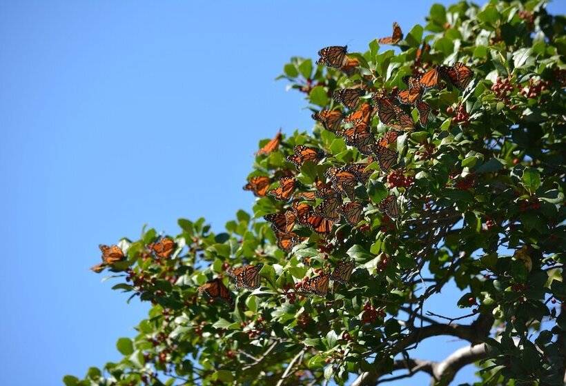 酒店 Black Walnut Point Inn