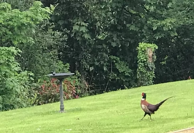 ホテル Hollybush Lodges