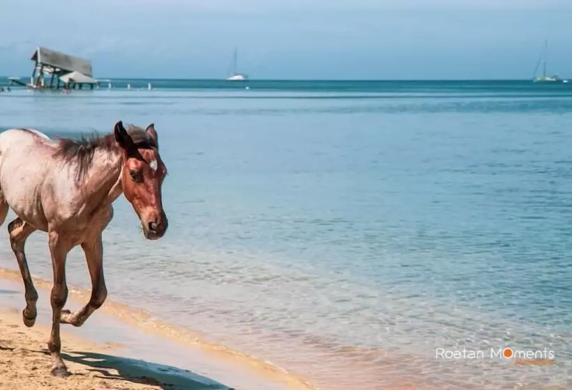 هتل Luna Beach Luxury Boutique Beach Front Resort