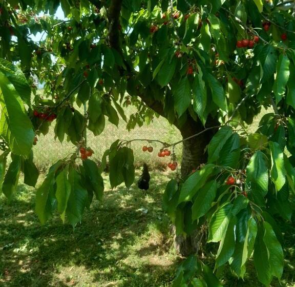 住宿加早餐  The Cottage