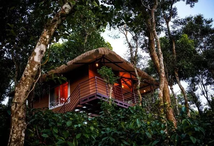 Lomakeskus Coffee Cradle Wayanad Luxuorios Private Tree House   Inside 2 Acre Coffee Plantation Wetlands Wayana