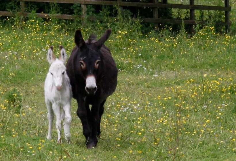 فندق Barnabrow Country House