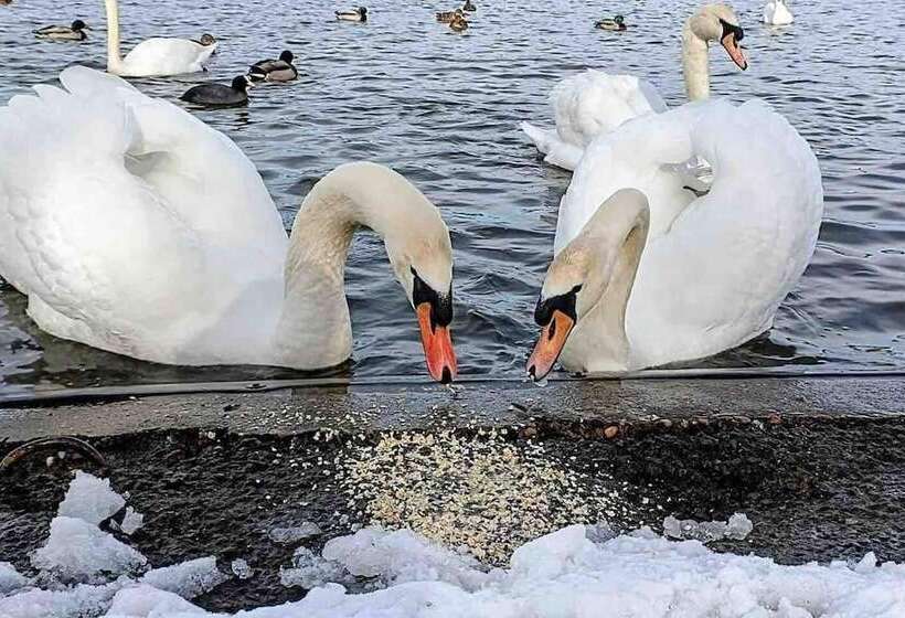 اقامتگاه Stylish And Cosy Cottage In The Heart Of Yorkshire