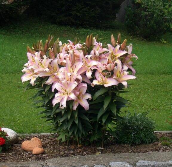 酒店 Haus Veidlis, Familie Obkircher