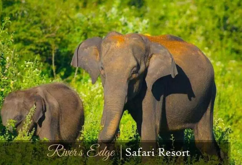 River S Edge Safari Resort