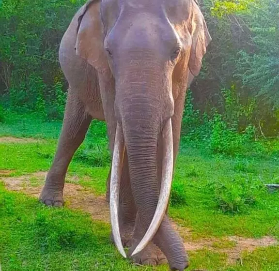 River S Edge Safari Resort