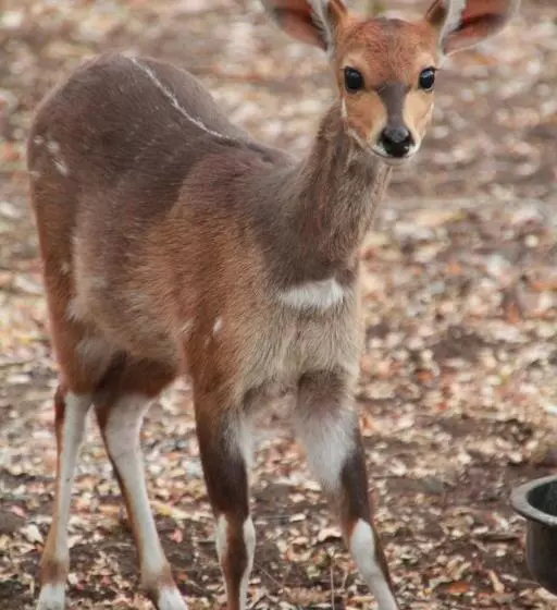 Aamiaismajoitus (B&B) Innibos Marloth Park