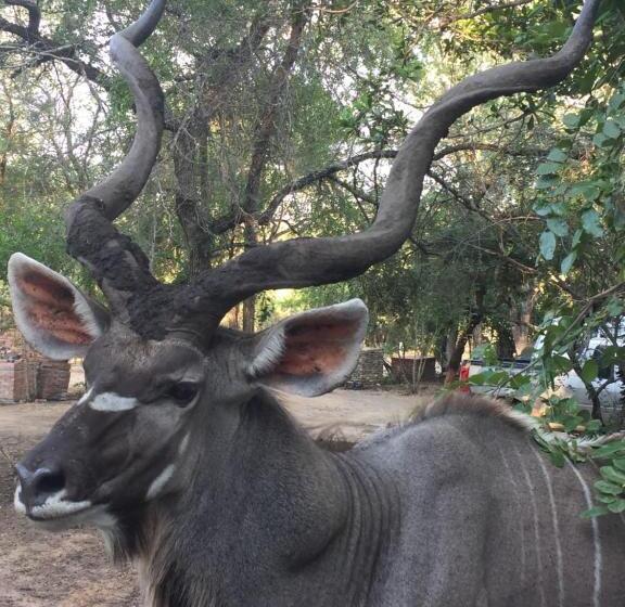 تختخواب و صبحانه Innibos Marloth Park