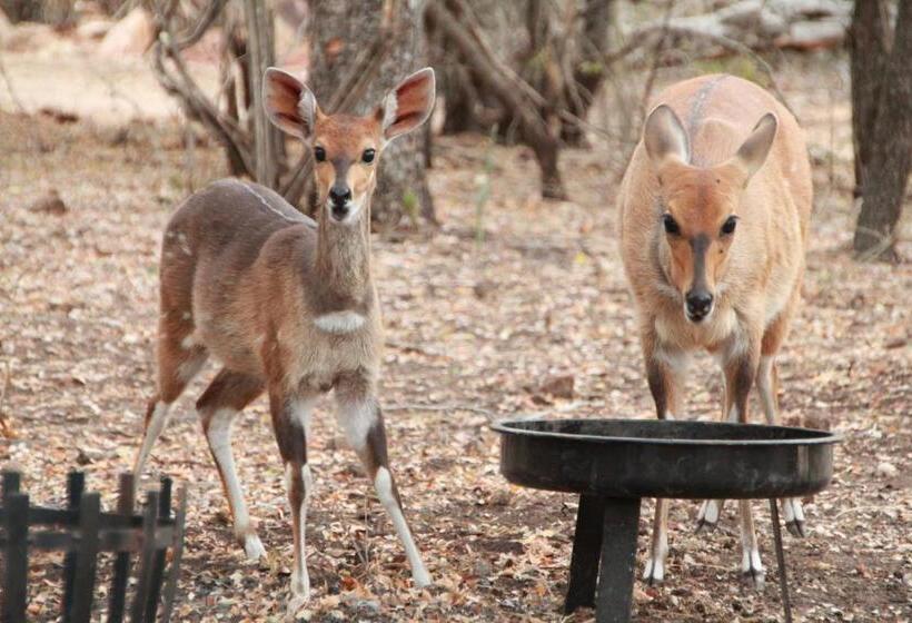 تختخواب و صبحانه Innibos Marloth Park
