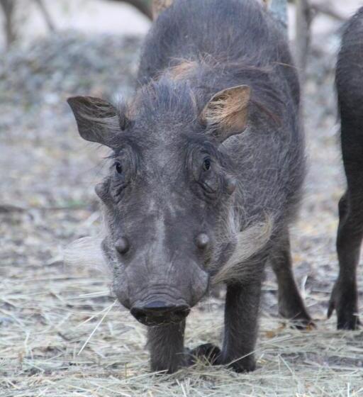 تختخواب و صبحانه Innibos Marloth Park