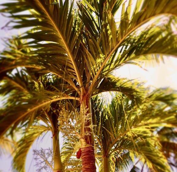 پانسیون The Laughing Seahorse