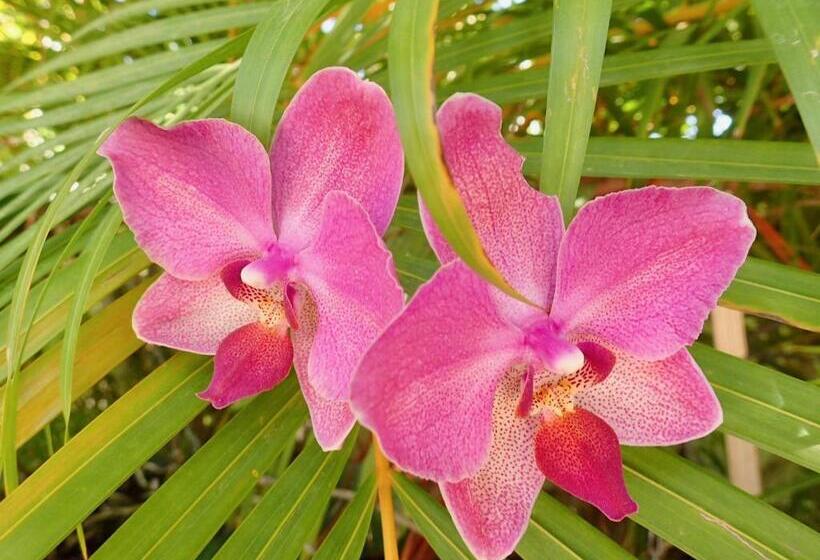 پانسیون The Laughing Seahorse