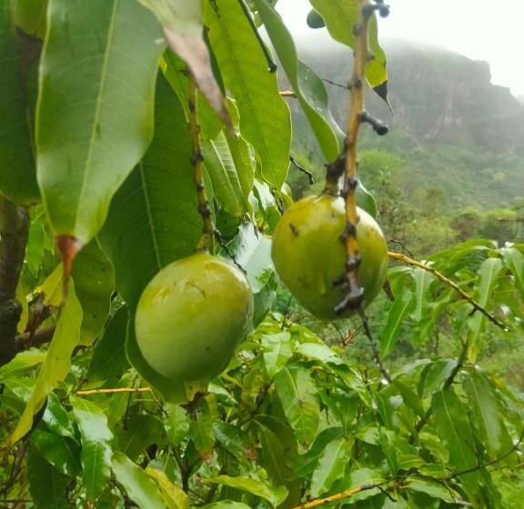 هاستل Twins Carioca