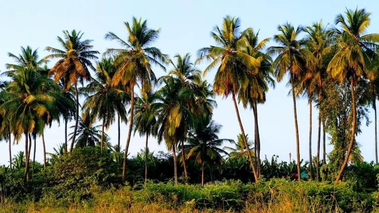 פנסיון Hampi Island
