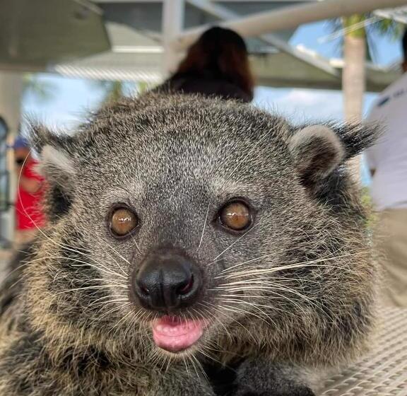 Safari Hotel And Villas Vigan City Ilocos Sur