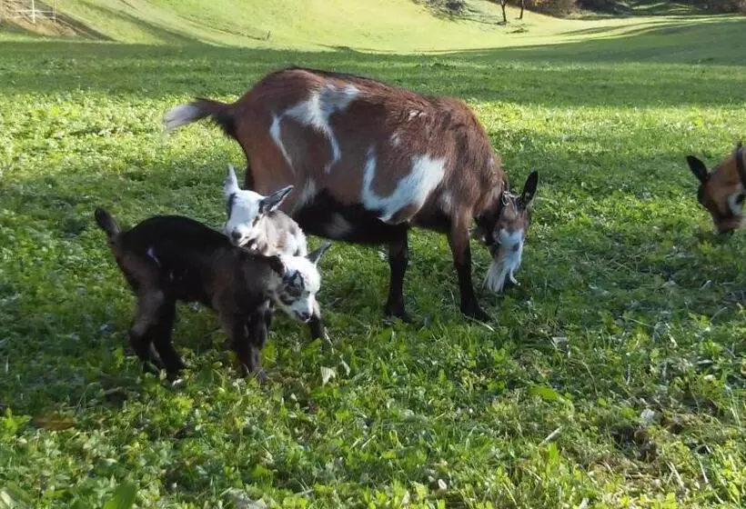 هتل Pension Bauernhof Spielmann