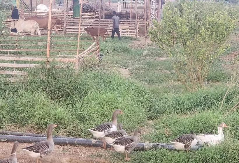 Hotelli Bostan Farm