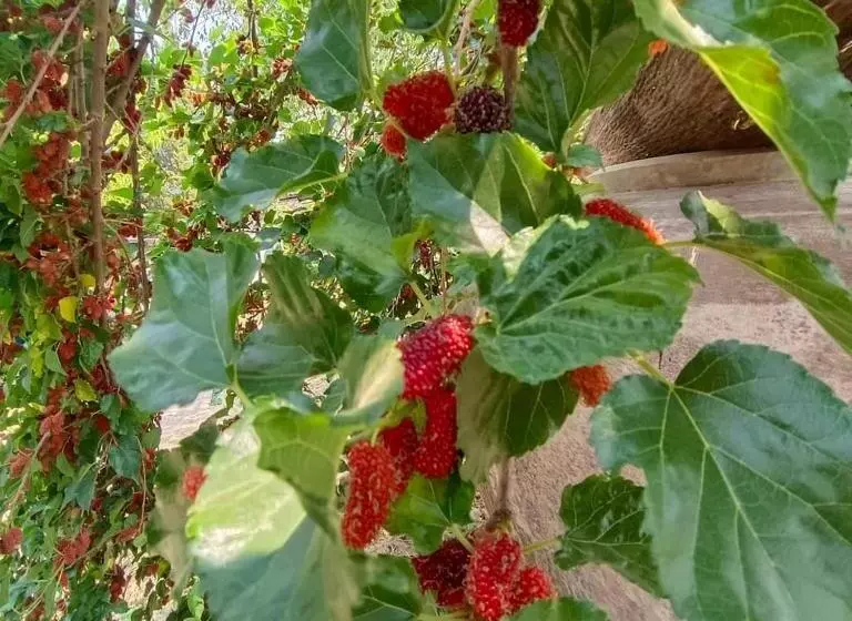 ペンション ต้นพร้าวรีสอร์ท Ton Prao Resort