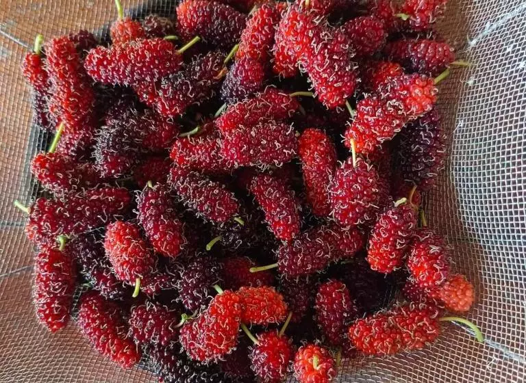ペンション ต้นพร้าวรีสอร์ท Ton Prao Resort