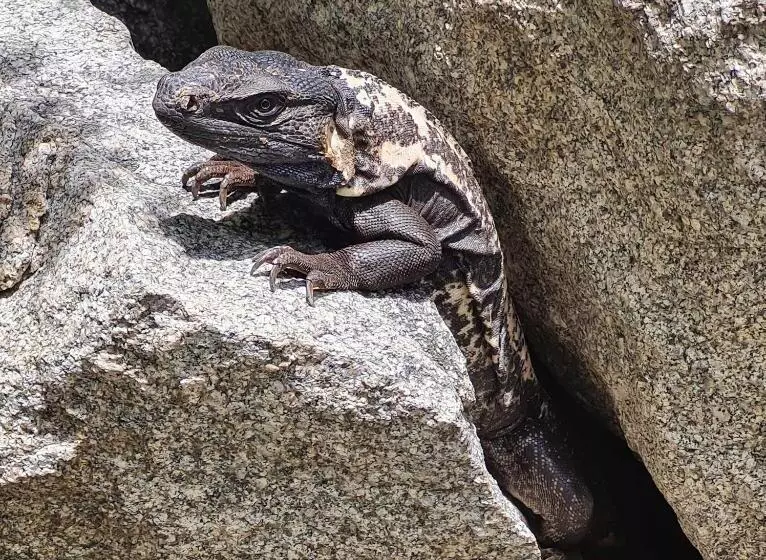 Ocean Oasis Hotel   Adult Only, Four Casitas Boutique Resort