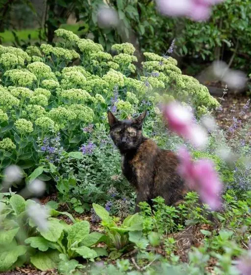The Cat And The Owl B&b