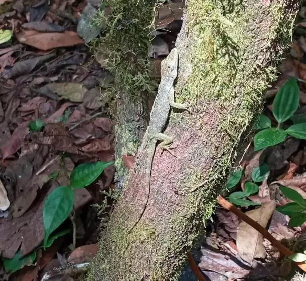 پانسیون Paraíso Dorado