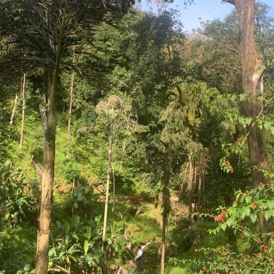 منتجع Coorg Tree House