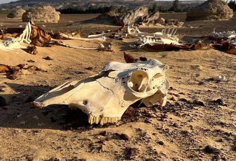 هتل Oasis Panorama