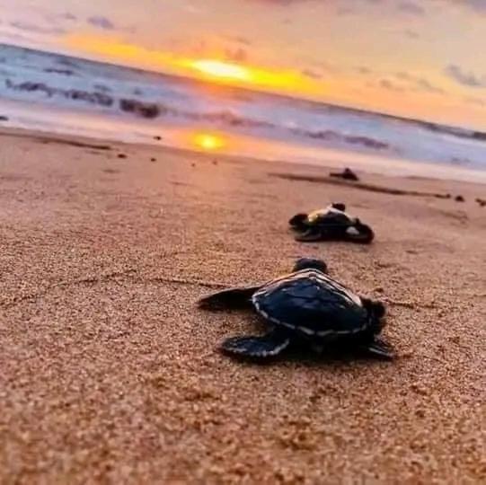 مبيت وإفطار Queen S Inn