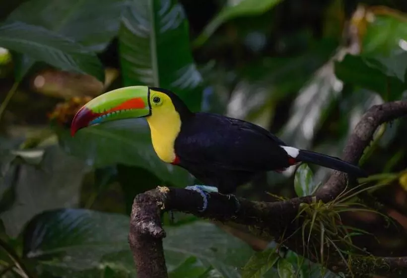 Hotelli Veragua Rainforest