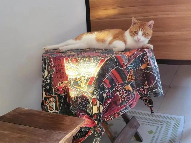 Meow! Marcia Youth Hostel