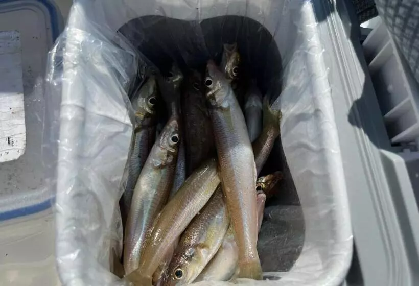 ペンション Guesthouse紫雲  Shiun