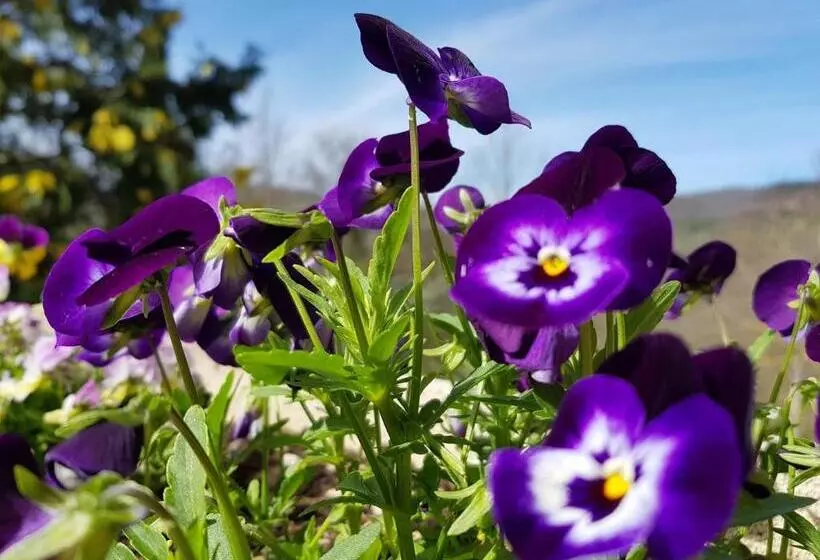 ホテル Lavanda Ad Antico Casale  700