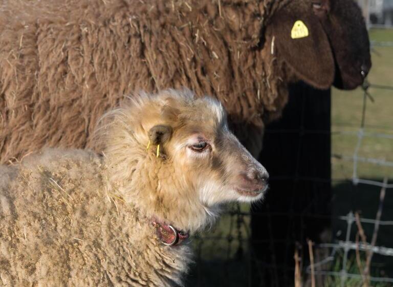 Hotel Uelis Stöckli Gästezimmer Auf Belebtem Bauernhof Mit Hotpot Und Alpakatrekking