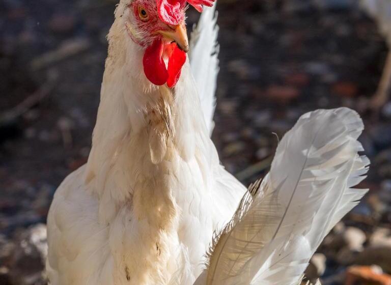 Hotel Uelis Stöckli Gästezimmer Auf Belebtem Bauernhof Mit Hotpot Und Alpakatrekking