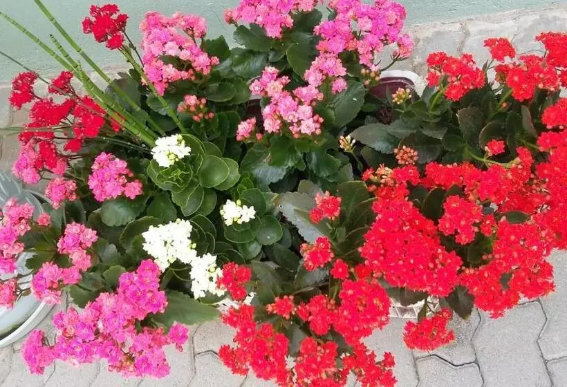 Retkeilymaja Pousada Vó Santina