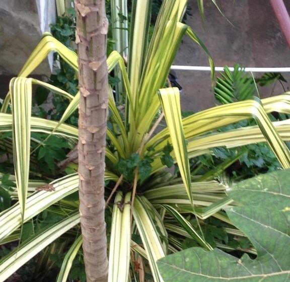 بنسيون Rivi Sanda Villa & Apartment Hikkaduwa