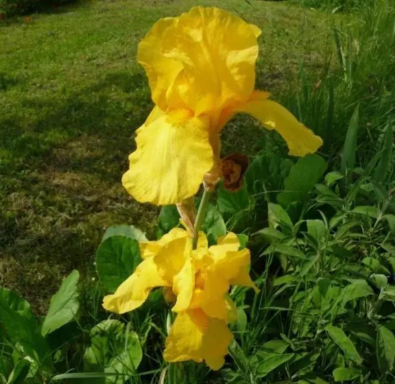 تختخواب و صبحانه Maison D Hôtes Les Coquelicots