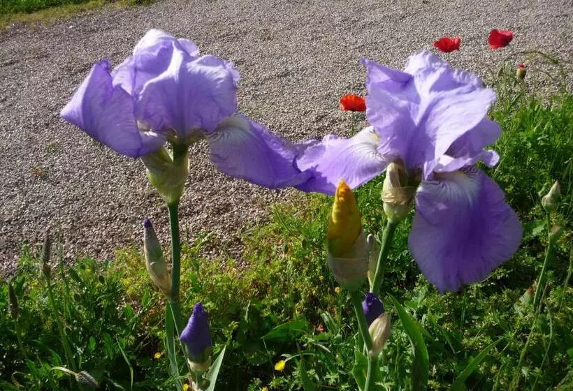 تختخواب و صبحانه Maison D Hôtes Les Coquelicots