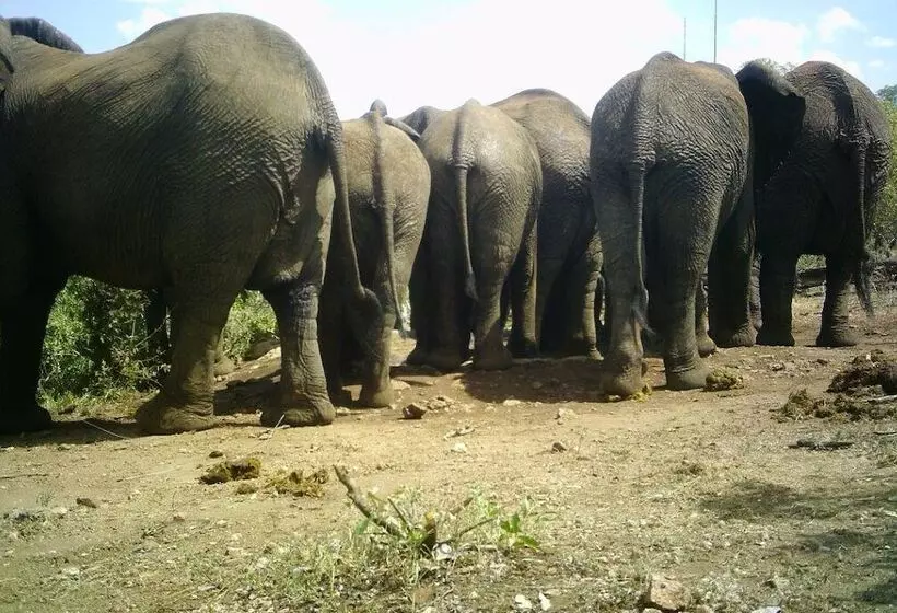 ホテル Balule Bushveld Safari Lodge