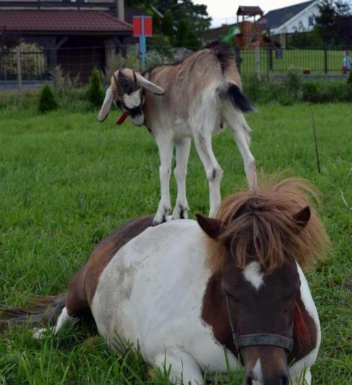 בית מלון כפרי Agro Nad Stawem
