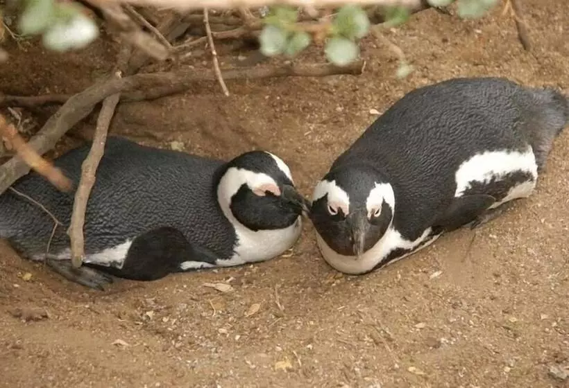ホテル Crayfish Lodge Sea & Country Guest House